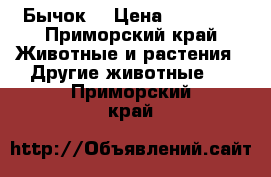 Бычок  › Цена ­ 10 000 - Приморский край Животные и растения » Другие животные   . Приморский край